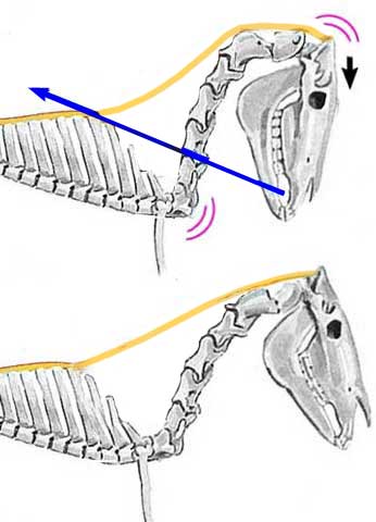The nuchal ligament is is stressed at its insertion and over the axis, when the horse is overbent and held there with force