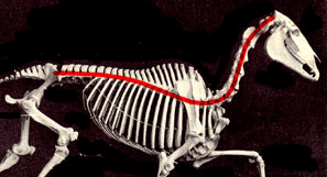 The natural curve of the spine vs the curve created when held up with force