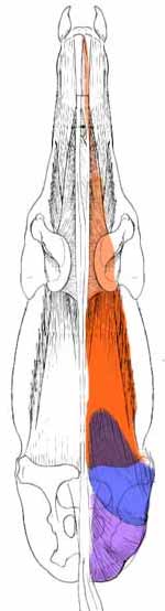 How the hindquarters and back muscles work together, seen from above