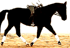 A nice stretching trot