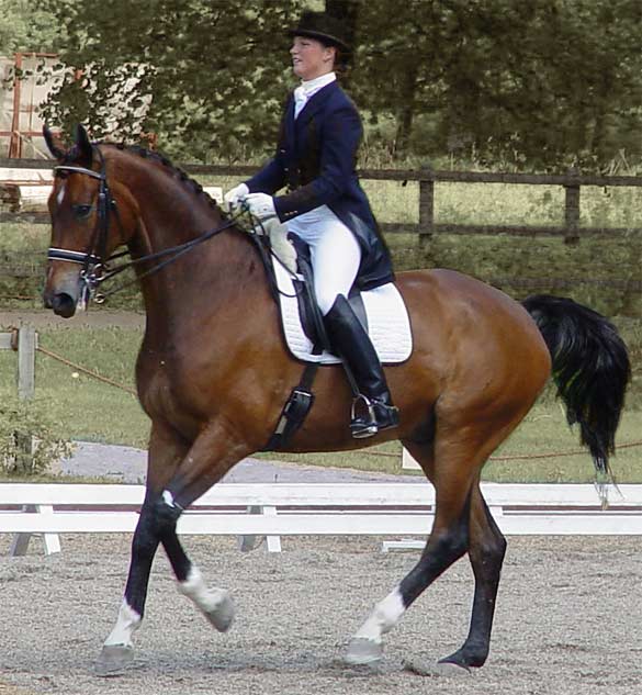Welcome to my website about Classical Dressage!