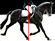 The extreme forward grasp of the hindlegs in extended trot