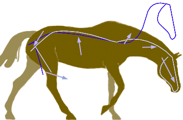 The horse releases his back when the inner hindleg is engaged