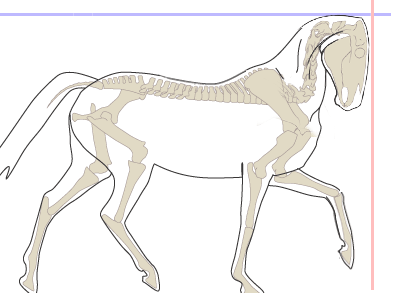 Exaggerated S-curve of the neck because the rider pulls the head in and up