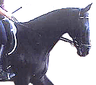 The poll is the highest point of the horse and the nose is in front of the vertical, even if the neck is not very raised