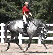 Stretching FDO in a relaxed balanced trot