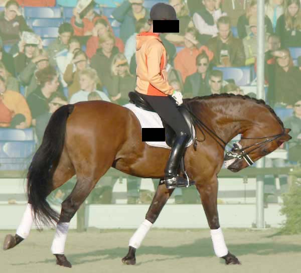 Sustainable Dressage - Rollkur - How And Why Not? - What? How?