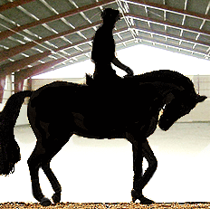 German dressage rider training 'deep' - note lack of bending in the haunches