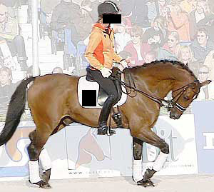 The 'Progressive training of the Dressage Horse' in 2005