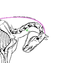 Curling of the cervical spine in rollkur