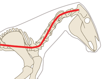 Normal curvature of the spine in a horse with the neck in a natural position