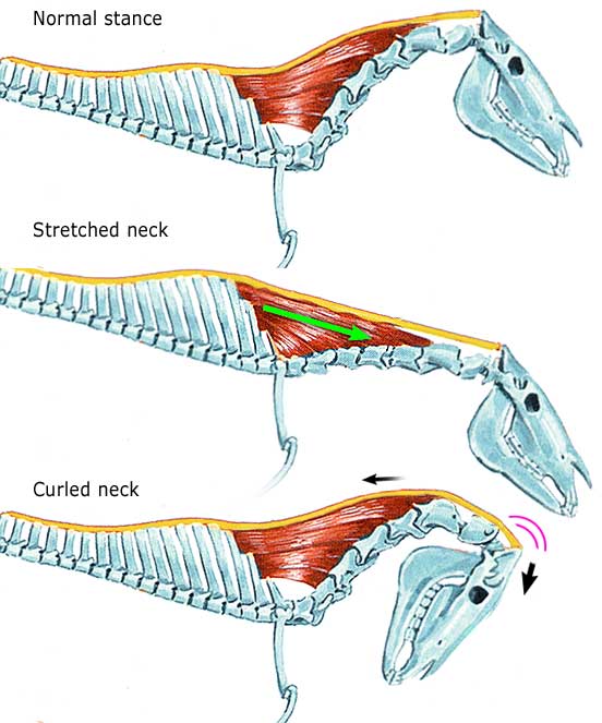 When stretched forward-down-out, the nuchal ligament is not so stretched out, but the muscles that raise the withers are elongated. When rounded in btv/deep the nuchal ligament is stretched but not the muscles. The insertion also changes its angle to the back of the skull