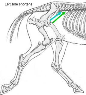 In trot, the Psoas Group on one side shortens, while the other side elongates
