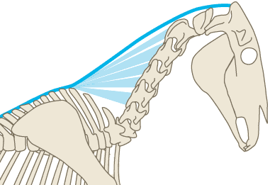 The lamellar part of the nuchal ligament support the head and neck hanging from the withers
