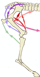 The Quadriceps group stabilizes the hindleg to use as a fulcrum for the rump-muscles