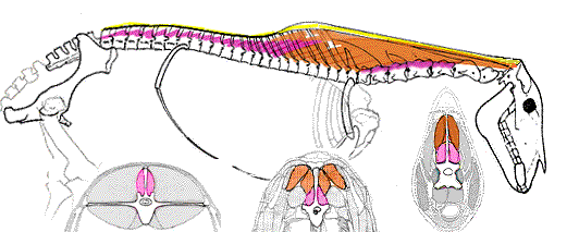 The Semispinalis and Multifidus support the back from the front. Crossections show their thickness at different locations along the back