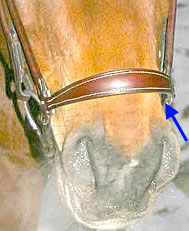 A loosely strapped noseband only stops excessive opening of the mouth