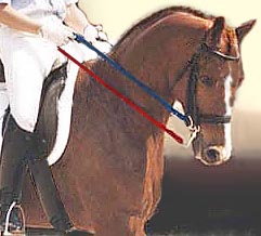 Holding the reins a'la Fillis makes the curb a lot sharper, so the horse tends to break off behind the 2nd vertebra