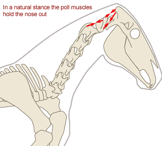 The nuchal ligament is a stretchy cord
from the back of the skull to the withers