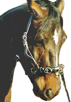 A lunge cavesson with its firm upholstered noseband
