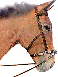 A riding cavesson with its thinner, sharper noseband
