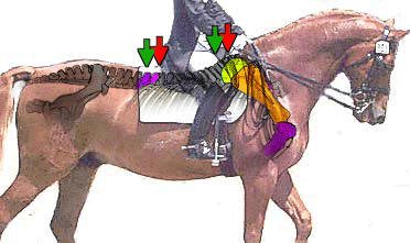 The saddle is placed too far forward blocking the shoulder blades