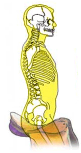 The pelvis remains vertical but pushes against the front pommel